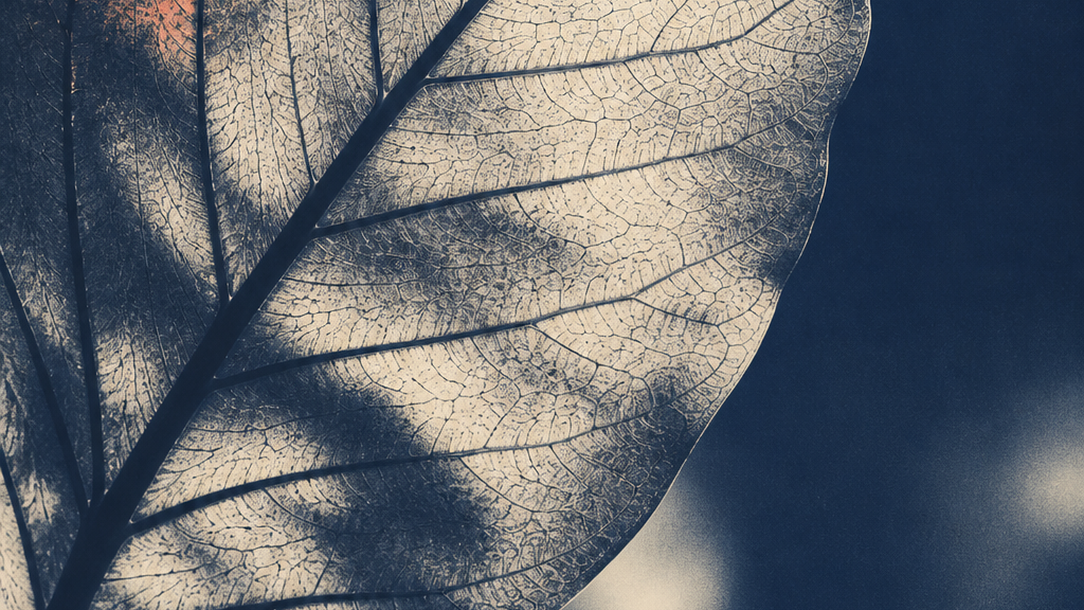 A single broad leaf is held in a quiet backlight, viewed at a slight diagonal close range. Its central vein begins as one clear dark line and branches into many fine veins that reach the leaf edge, with translucent light tracing the branching network across one continuous surface. Deep ink blue and warm bone duotone with a restrained coral accent, strong negative space, tactile natural texture, no text, letters, numbers, symbols, logos, boxes, compartments, trays, loose fragments, grids, stacked boards, cut wood, stones, lenses, people, hands, or faces anywhere.